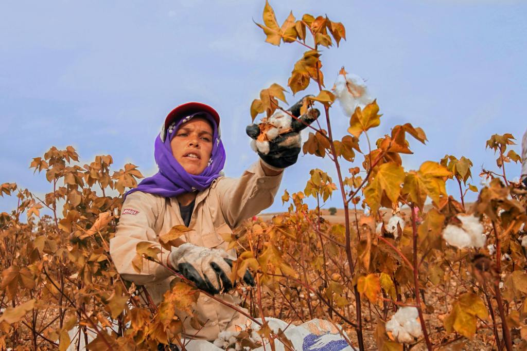 Woman picking cotton
